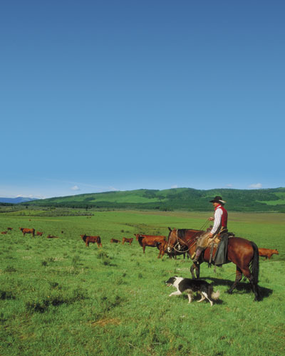 Green field with Rancher
