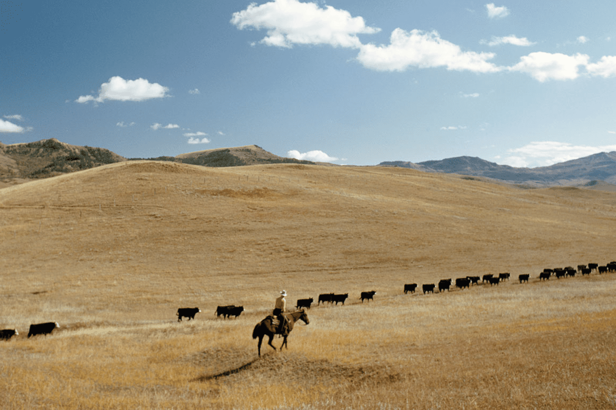 Ranching near Cochrane